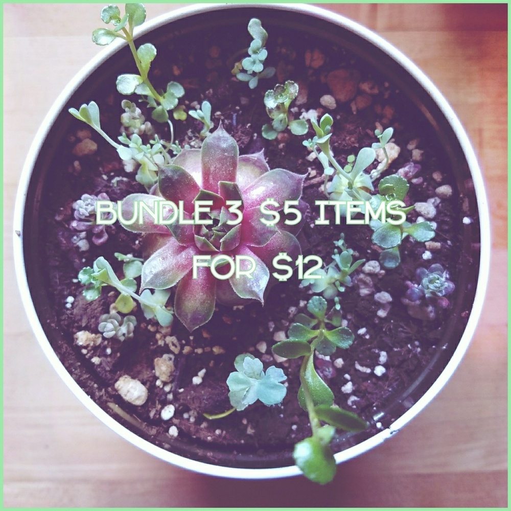 🌵 SPECIAL Bundle 3 $5 items for $12!🌵